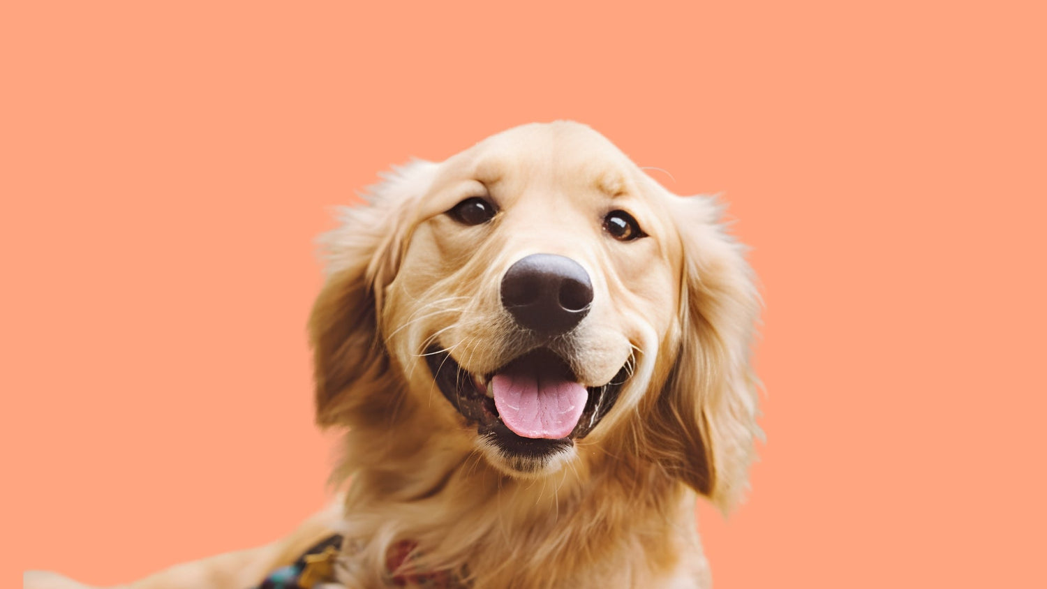 BARF Rezepturen & Futterpläne: Die Kunst der Rohfütterung