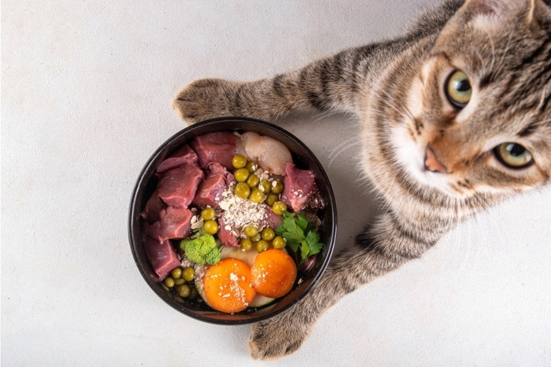 BARF Schale mit rohem Fleisch für die Katze