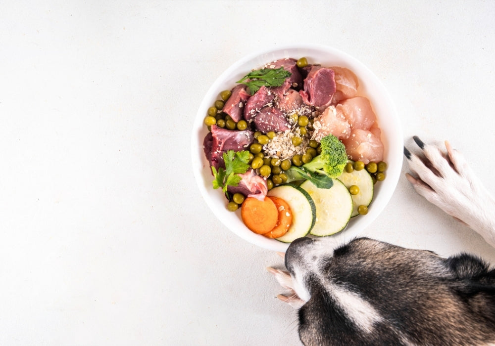 BARF Schale mit rohem Fleisch für den Hund