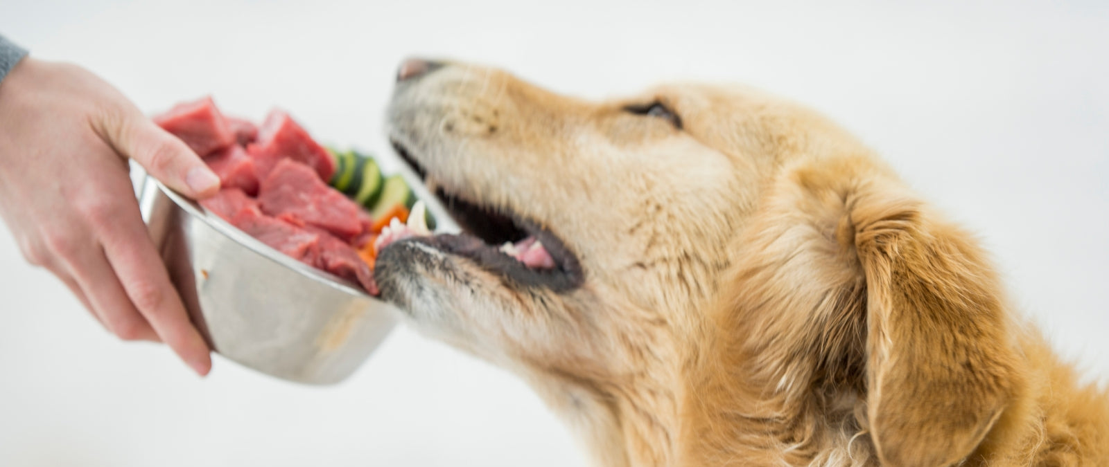 ByteBowl_Ernaehrungsberatung_fuer_Hunde