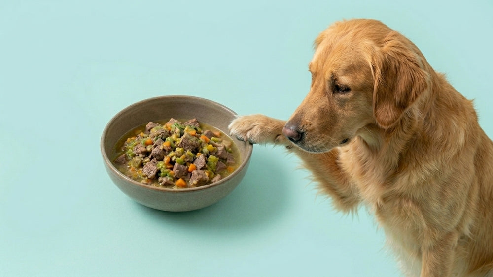Hund steht an Schale mit selbst gekochtem BARF